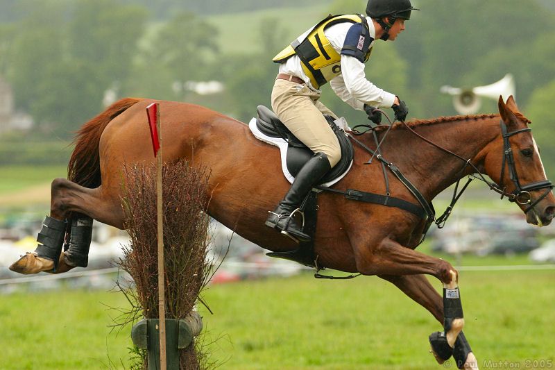 Photo Jumping Horse 3h Side View